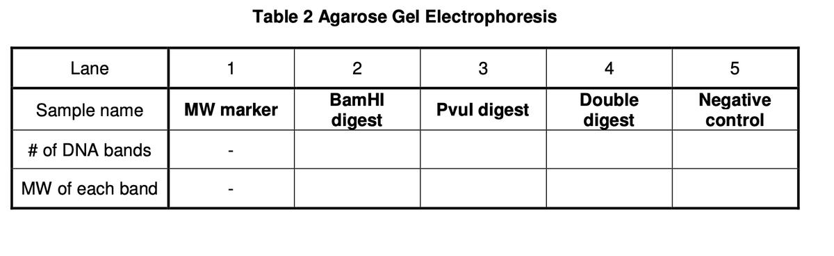 Table 2 Agarose Gel Electrophoresis
Lane
1
2
3
4
5
BamHI
Double
Negative
Sample name ☐ MW marker
Pvul digest
digest
digest
control
# of DNA bands
MW of each band