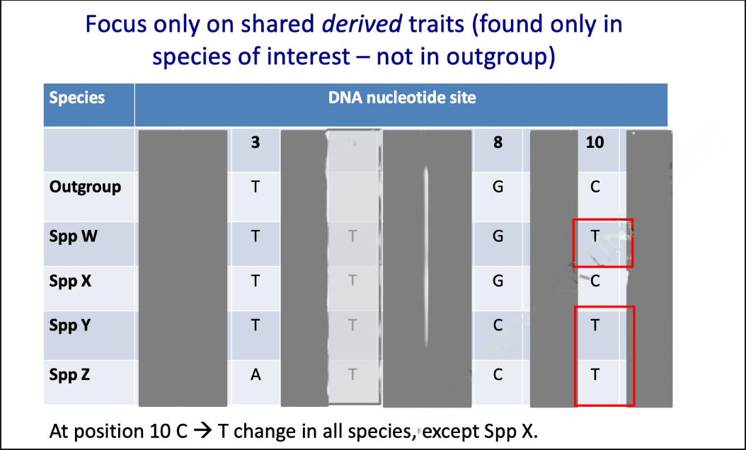 Focus only on shared derived traits (found only in
species of interest - not in outgroup)
Species
DNA nucleotide site
3
8
10
Outgroup
T
G
C
Spp W
T
T
G
T
Spp X
T
T
G
C
Spp Y
T
T
C
T
Spp Z
A
T
C
T
At position 10 C → T change in all species, except Spp X.