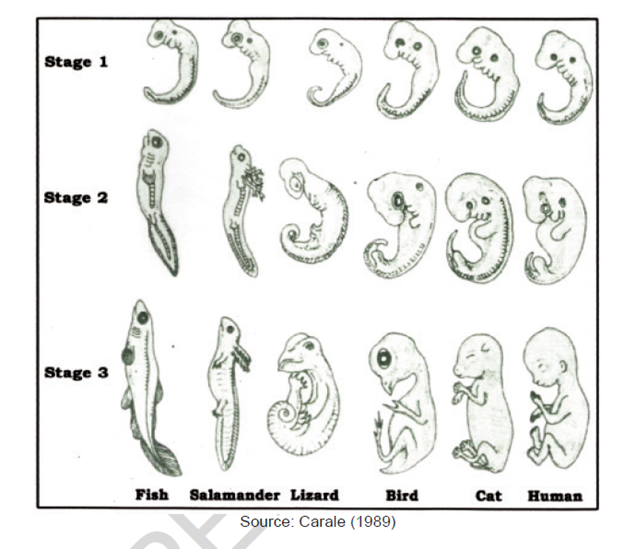 3383
Stage 1
Stage 2
Stage 3
Fish Salamander Lizard
Bird
Cat
Human
Source: Carale (1989)
