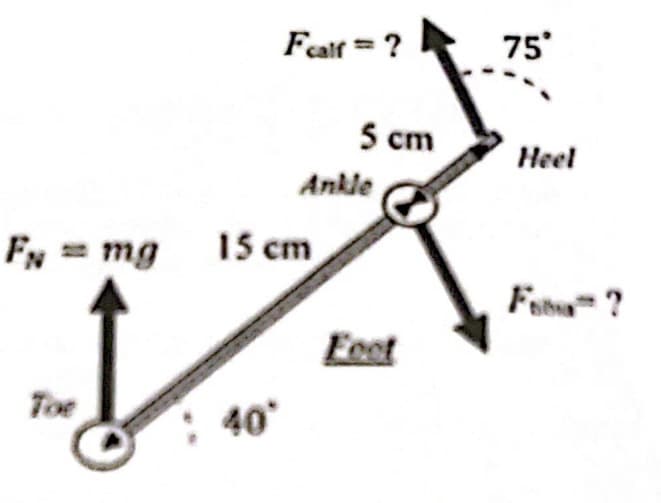 FN = mg
Toe
Fcalf = ?
: 40°
15 cm
5 cm
Ankle
75°
Heel
From?