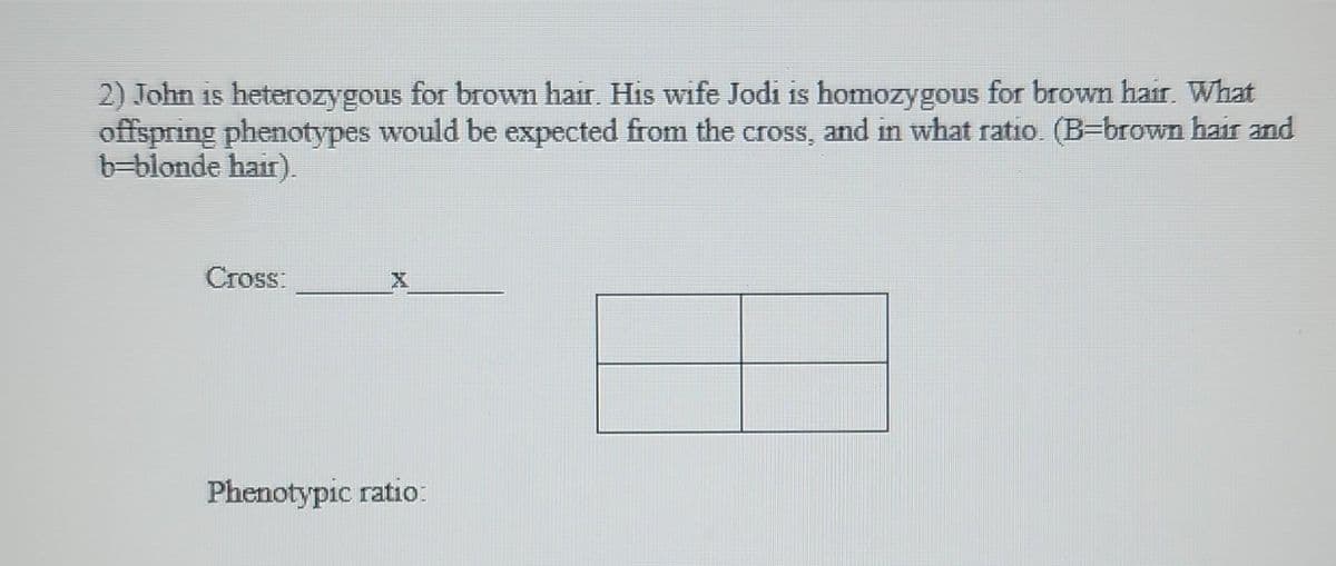 2) John is heterozygous for brown hair. His wife Jodi is homozygous for brown hair. What
offspring phenotypes would be expected from the cross, and in what ratio. (B-brown hair and
b-blonde hair).
Cross:
X
Phenotypic ratio: