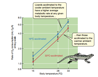 Lizards acclimated to the
cooler ambient temperature
have a higher average
metabolic rate at any given
body temperature...
8.0
6.0
4.0
..than those
acclimated to the
warmer ambient
temperature.
16°C-acclimated
2.0
33°C-acclimated
1.0
0.8
16
28
33
Body temperature ("C)
Rate of O, consumption (mL O2h)
on log scale
