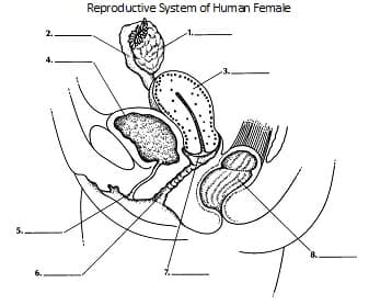 2.
Reproductive System of Human Female