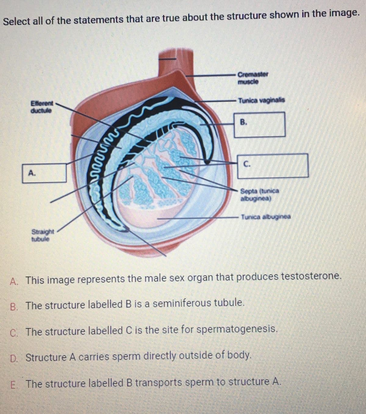 Select all of the statements that are true about the structure shown in the image.
Efferent
ductule
A.
Straight
tubule
wwwww
Cremaster
muscle
Tunica vaginalis
B.
C.
Septa (tunica
albuginea)
Tunica albuginea
A. This image represents the male sex organ that produces testosterone.
B. The structure labelled B is a seminiferous tubule.
C. The structure labelled C is the site for spermatogenesis.
D. Structure A carries sperm directly outside of body.
E. The structure labelled B transports sperm to structure A.