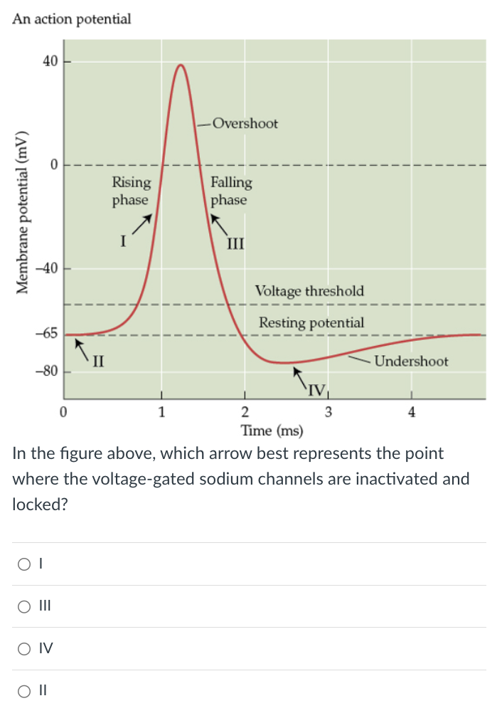 An action potential
Membrane potential (mV)
-40
40
-65
II
-80
0
-Overshoot
Rising
Falling
phase
phase
III
Voltage threshold
Resting potential
Undershoot
1
2
3
4
Time (ms)
In the figure above, which arrow best represents the point
where the voltage-gated sodium channels are inactivated and
locked?
OI
○ III
O IV
○ II